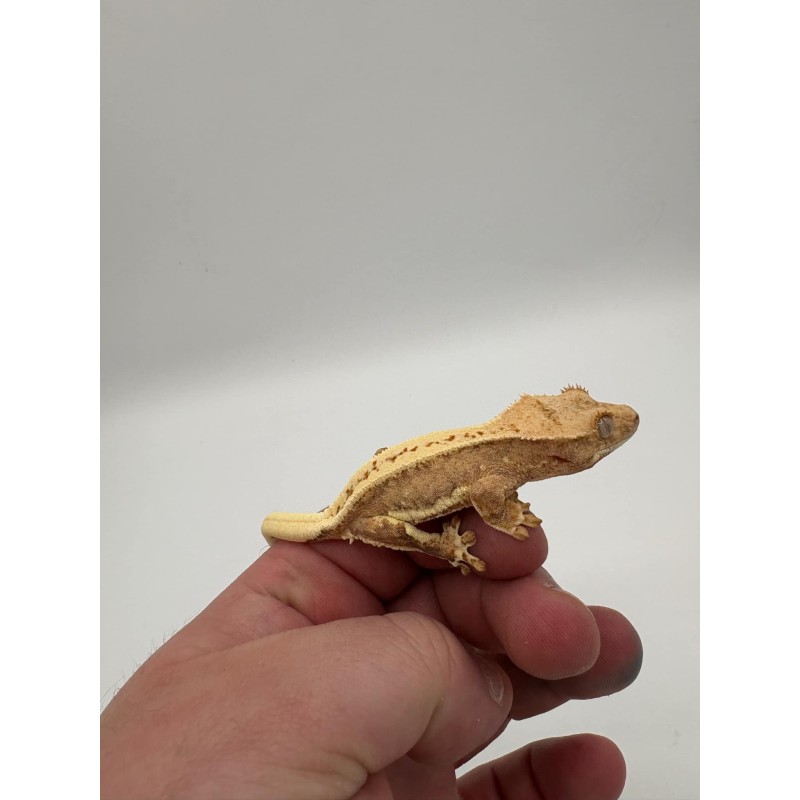 Vente reptile vivant Correlophus Ciliatus Gecko à crête