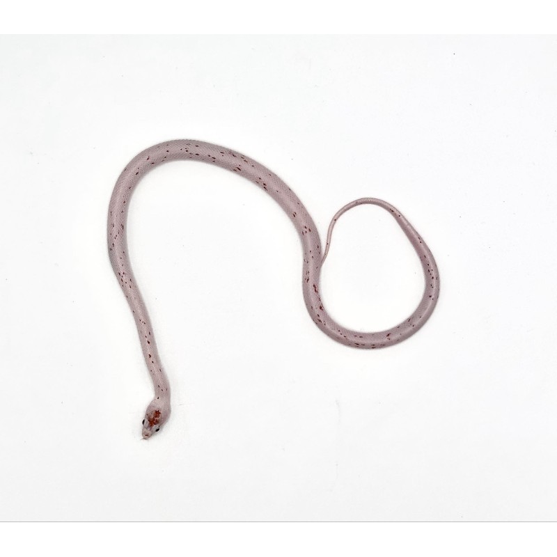 Vente serpent Pantherophis Guttatus Palmetto en ligne