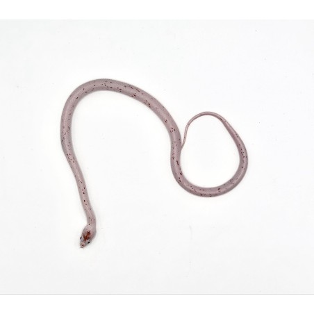 Vente serpent Pantherophis Guttatus Palmetto en ligne