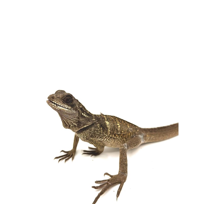 Acheter Hyrosaurus Microlophus - Agame voilier de Sulawesi