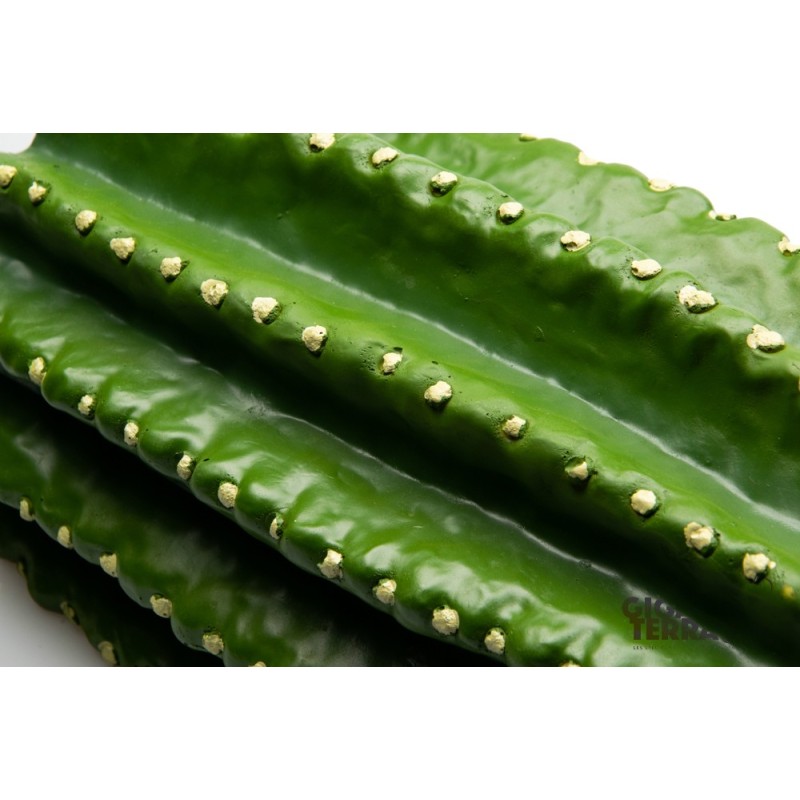 Grotte cactus reptile GiganTerra décor terrarium pas chère