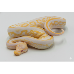 Vente Python Royal Albinos Mahogany Black Pastel