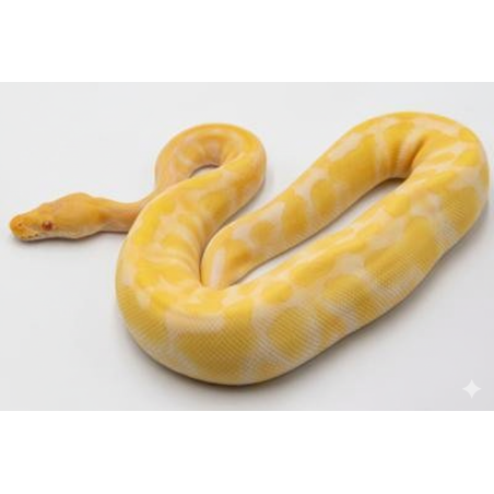 Commande Python Royal Albinos Chocolat identifié en ligne