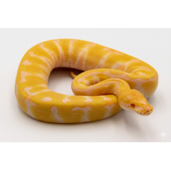 Achat Python Royal Albinos Enchi avec puce en ligne