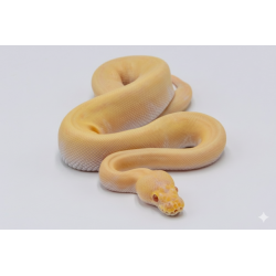 Python Albinos Pinstripe à vendre en ligne pas cher