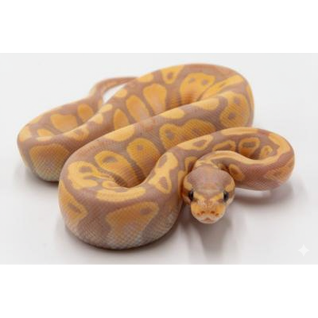 Python Royal Banana en vente pour terrarium