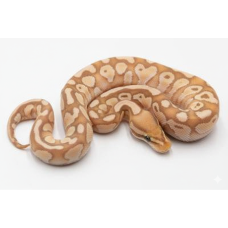 Python Royal Banana Butter pas cher en ligne