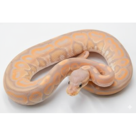 Achat Python Royal Banana Cinnamon pas cher