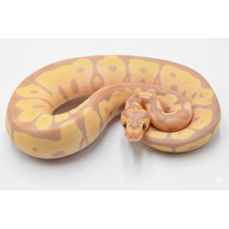 Vente en ligne Python Royal Banana Clown lumineux
