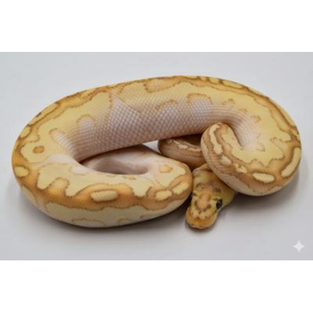 Achat en ligne Python Royal Banana Clown Lesser clair