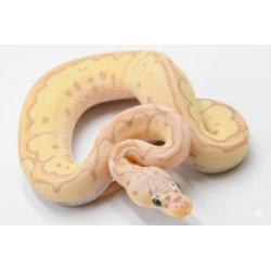 Achat Python Royal Banana Clown Pastel lumineux en ligne