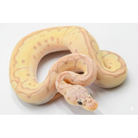Achat Python Royal Banana Clown Pastel lumineux en ligne