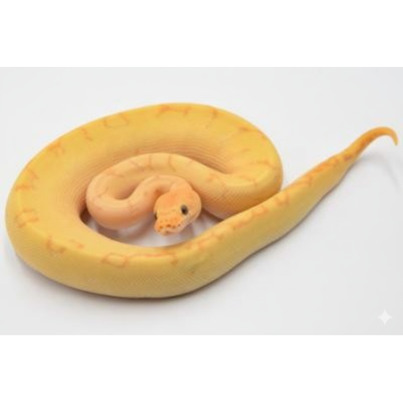 Vente Python Royal Banana Clown Pinstripe en ligne