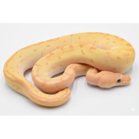 Vente en ligne Python Royal Banana Clown Pinstripe Yellow Belly