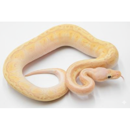 Achat en ligne Python Royal Banana Emperor Pinstripe clair