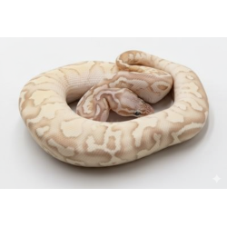 Commande Python Royal Banana Firefly en ligne