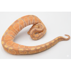 Python royal Banana GHI reptile en vente identifié