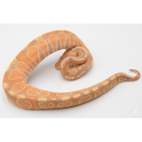 Python royal Banana GHI reptile en vente identifié