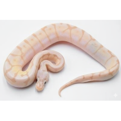 Python royal Banana Killer Bee en vente identifié