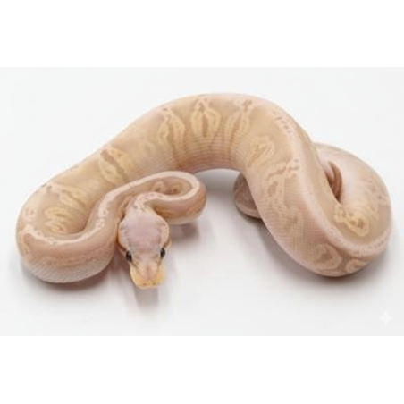 Python Royal Banana Killer Black Pewter en vente en ligne