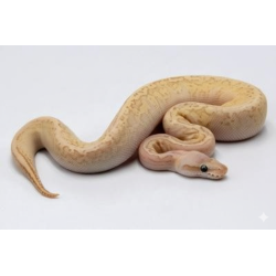 Python Banana Lemon Blast Butter en vente ligne