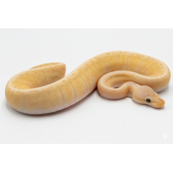 Python Banana Lemon Blast GHI en achat ligne sécurisé