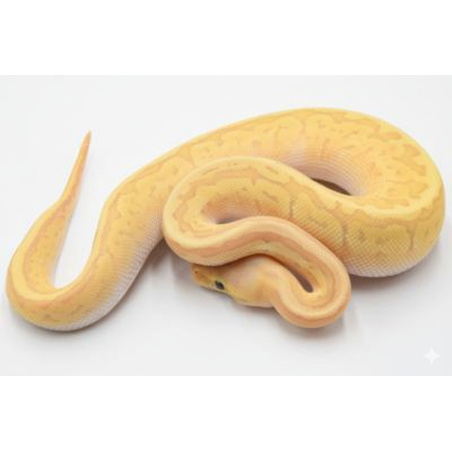 Python Banana Lemon Blast Mojave en vente en ligne