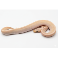 Python Royal Banana GHI Mojave à vendre en ligne