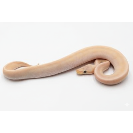 Python Royal Banana GHI Mojave à vendre en ligne