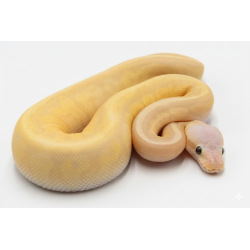 Commande Python royal Banana Lemon Blast Yellow Belly