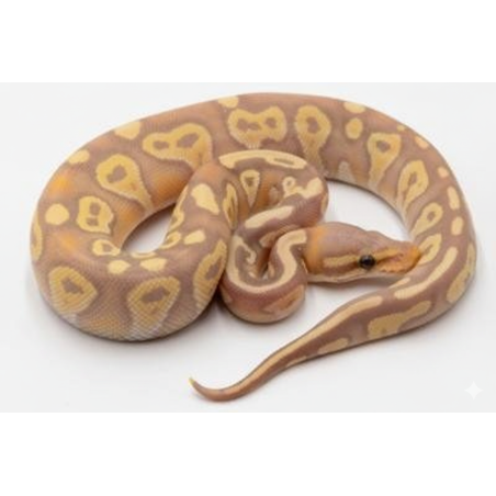 Achat python royal Banana Mojave vente en ligne