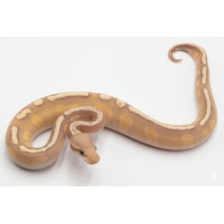 Acheter Python royal Banana Mojave GHI