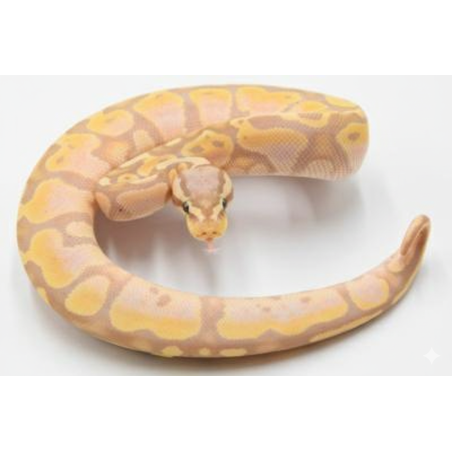 Python Regius royal Banana Pastel commande en ligne