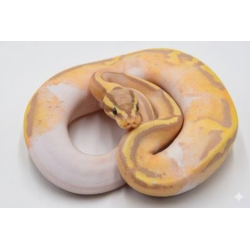 Vente en ligne Python royal Banana Pastel Piedbald