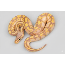 Achat en ligne Python régius royal Banana Pastel Yellow Belly