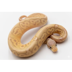 Achat Python Royal Banana Pewter identifié en ligne