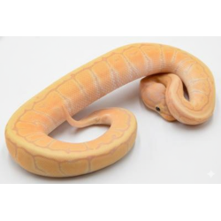 Python régius royal Banana Pinstripe achat en ligne