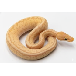 Commande Python Royal Banana Pinstripe Mojave pas cher