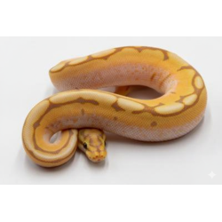 Vente en ligne Python Royal Banana Spider identifié