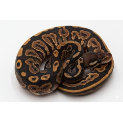 Achat Python Royal Black Pastel identifié vente en ligne