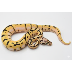 Achat en ligne Python Royal Bumblebee Orange Dream