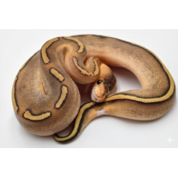 Achat python royal champagne commande en ligne vente