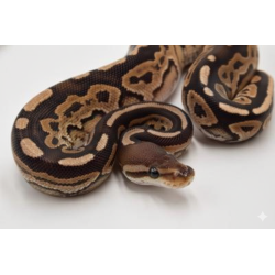Achat python royal Cinnamon mutation foncée