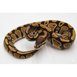 Vente python royal Classique het Pied reproducteur