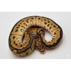 Achat python royal Clown mutation graphique rare