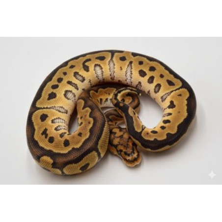 Achat python royal Clown mutation graphique rare