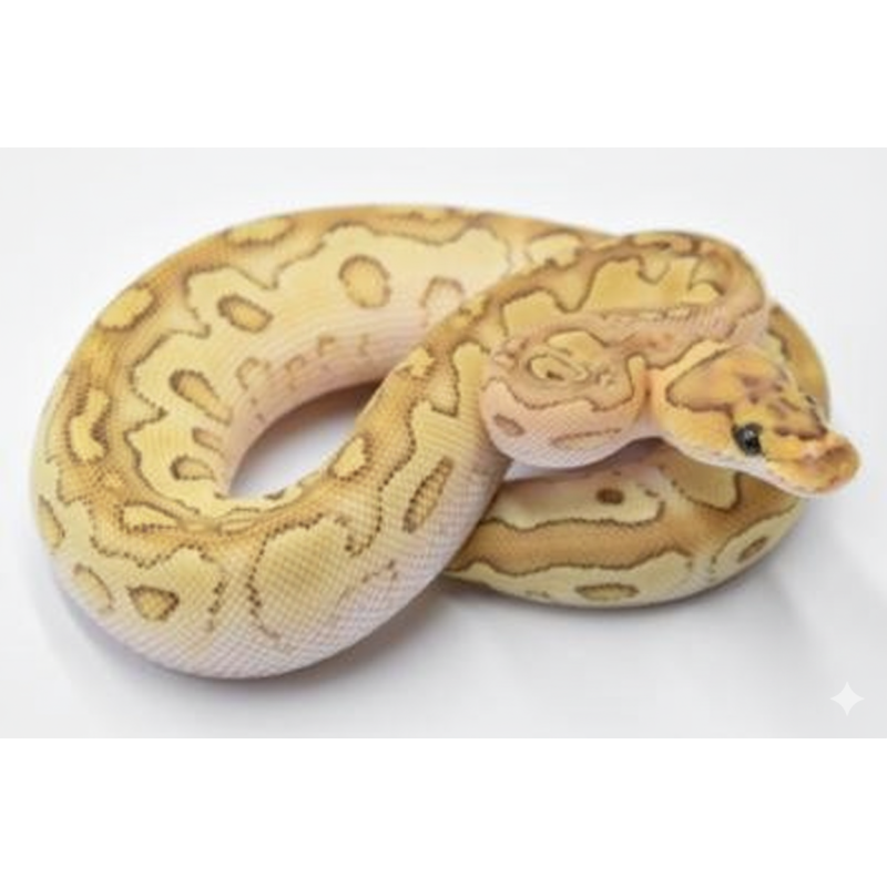 Vente python royal Clown Lesser mutation lumineuse
