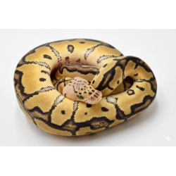 Commande python royal Clown Pastel mutation éclatante