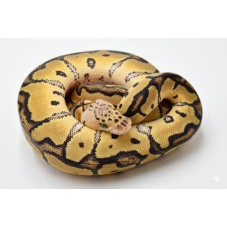 Commande python royal Clown Pastel mutation éclatante