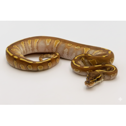 Achat python royal Enchi Butter Stranger rare